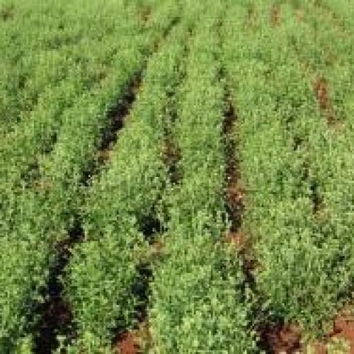 Stevia plants contract farming